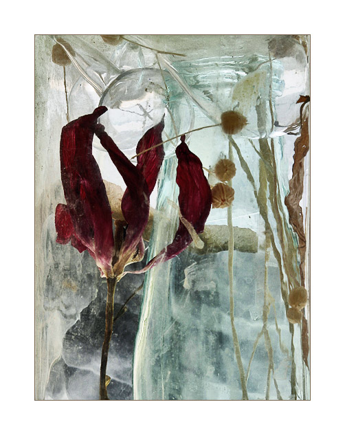  Tulip