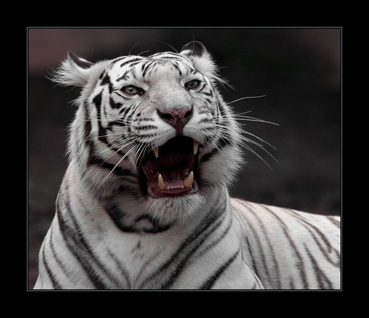  White Tiger