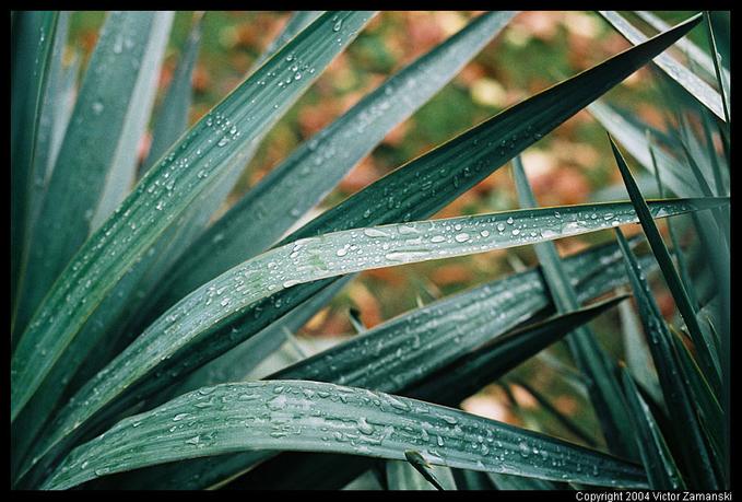  Morning greenery 2