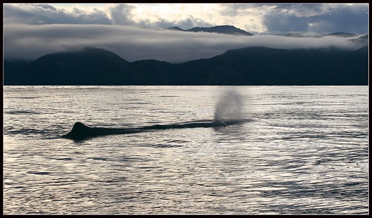  Sperm whale