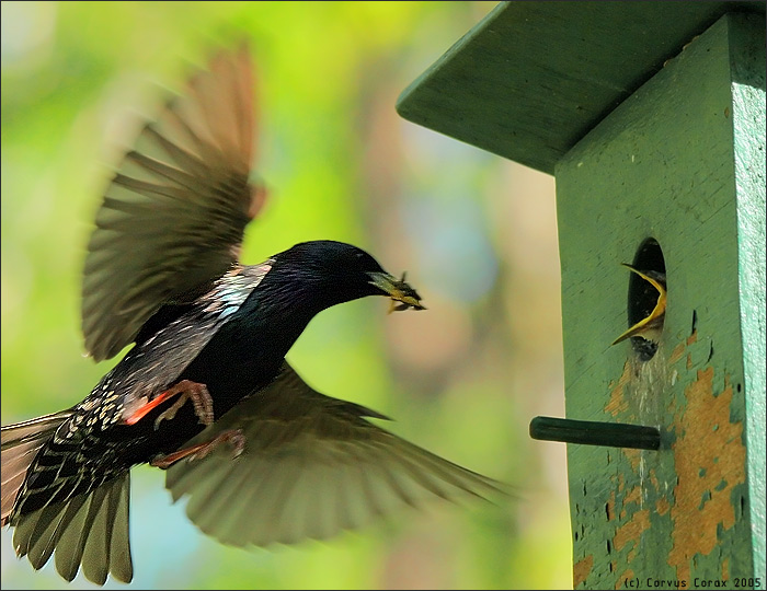    (Sturnus vulgaris)