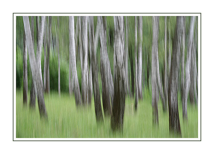  Impressions