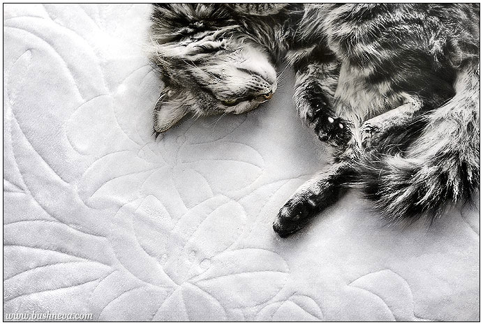  Simple Cat