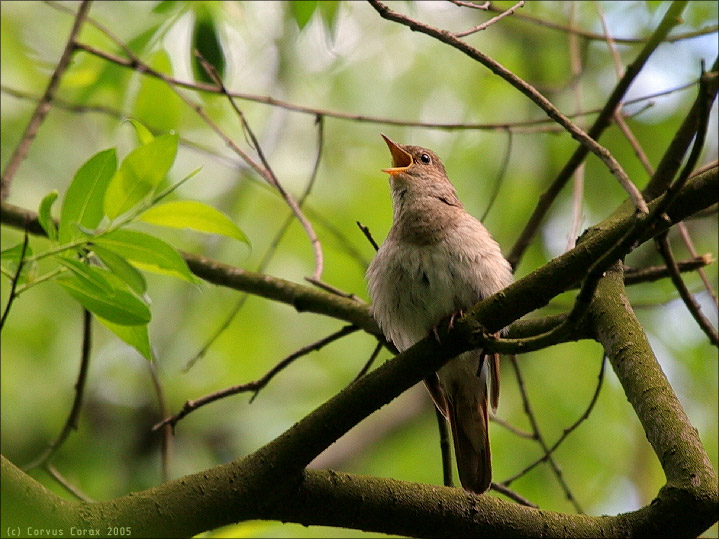    (Luscinia luscinia)
