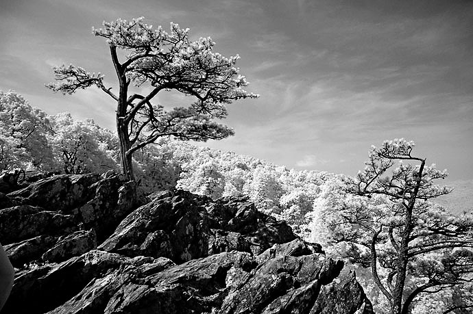   . Oleg Volons