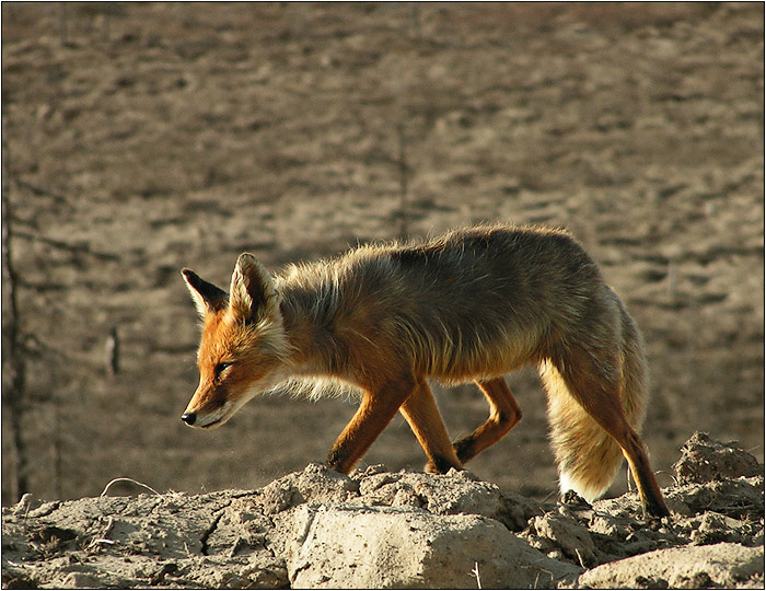  The Red Beauty of Tundra