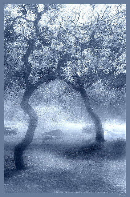  Blue garden