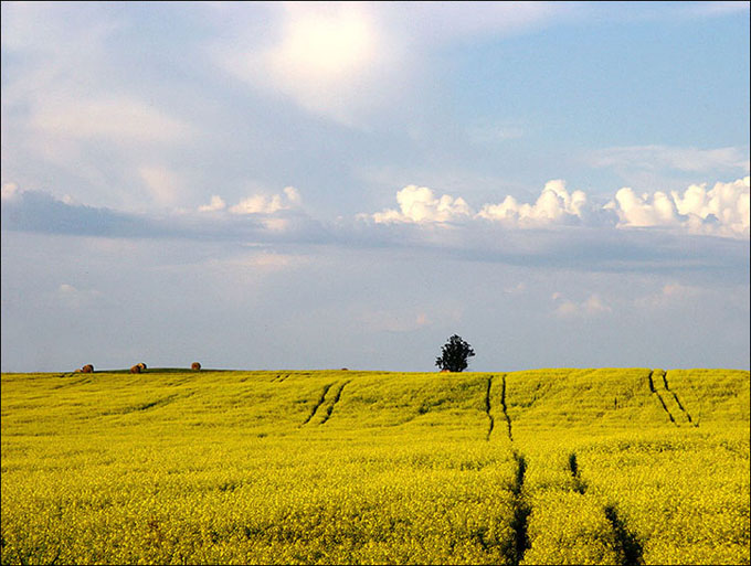  Zholtaja polia
