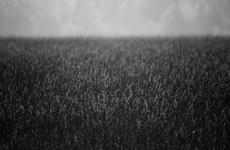  Black Grass