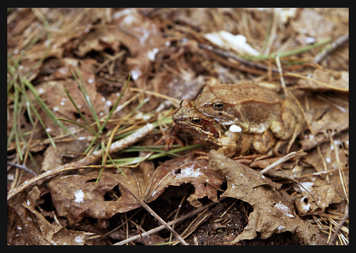  Frogs