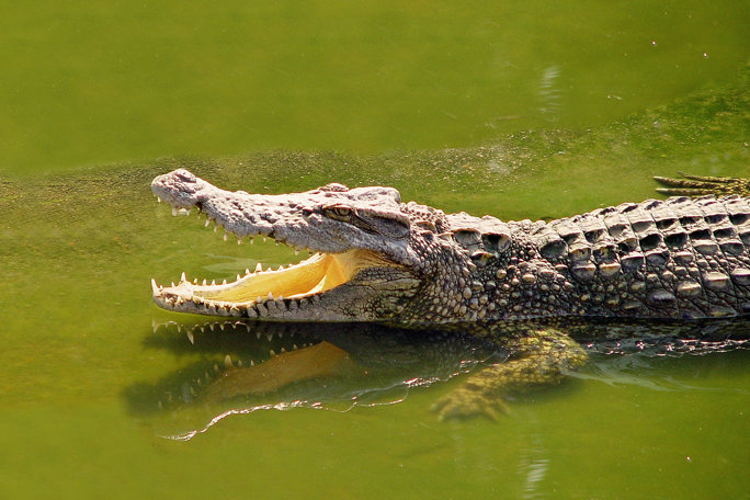  Crocodile