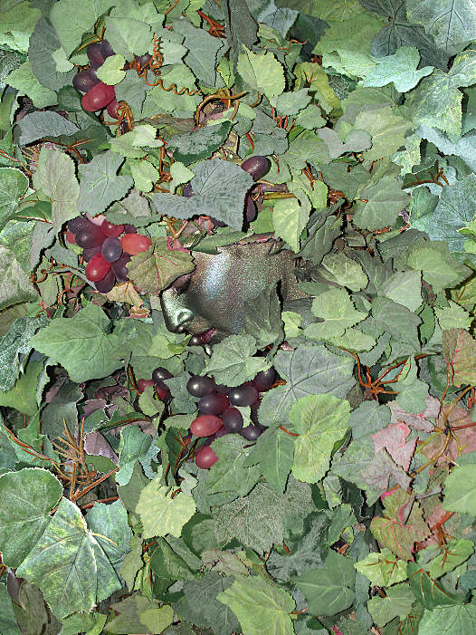  Living Vine