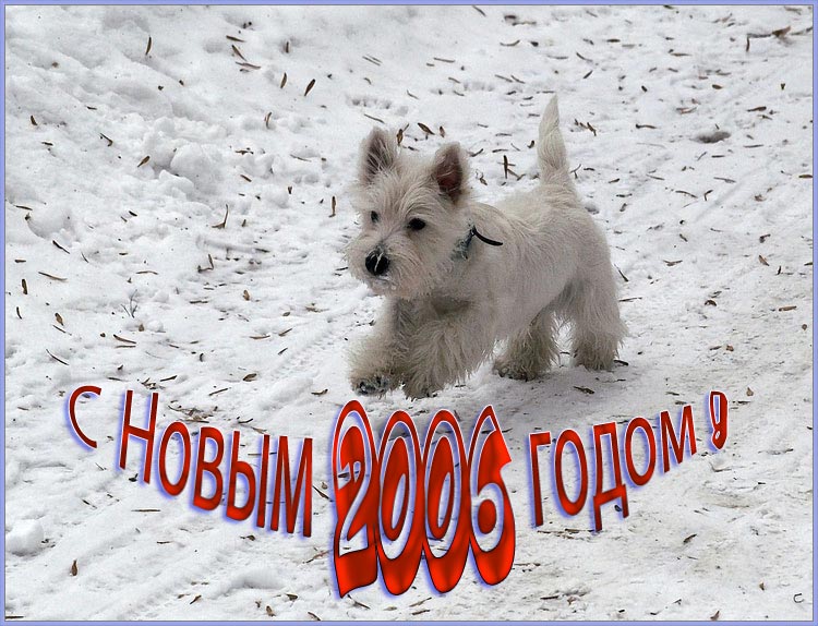    2006 