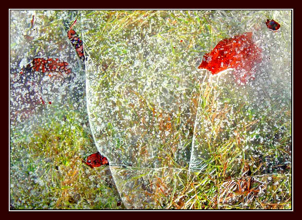    . Last summer leaves/