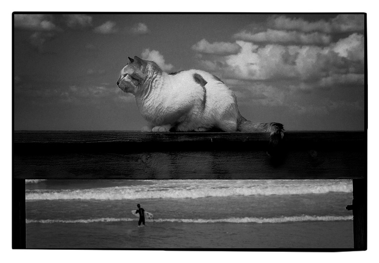  surfing