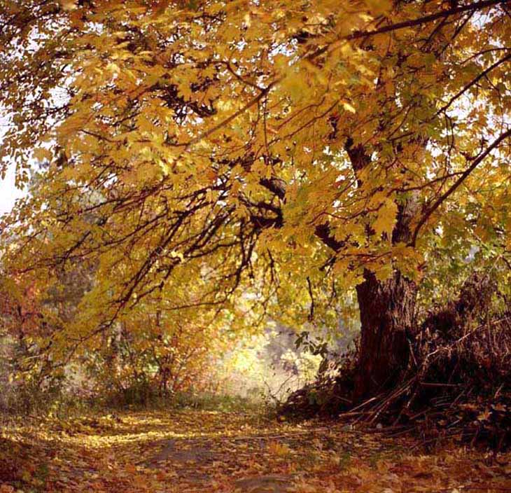  Autumn