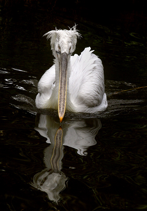  Pelican