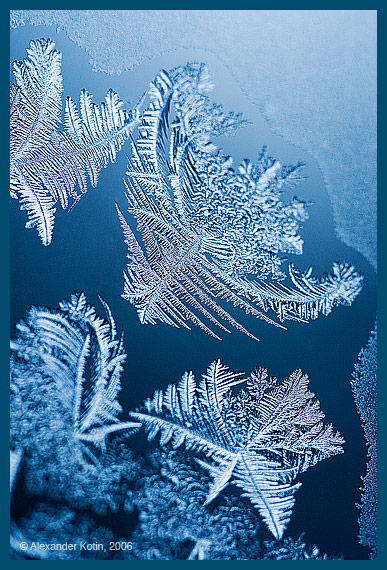  the frozen fish in the coral sea