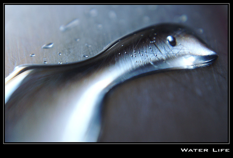  Water life
