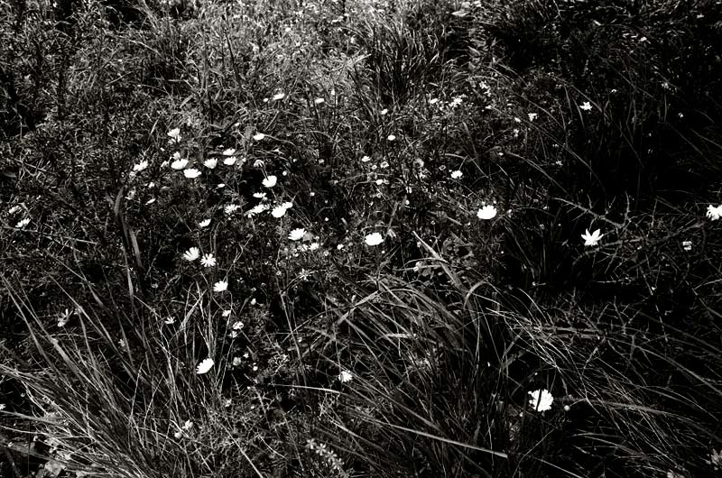  Spring flowers, Lower Galilee