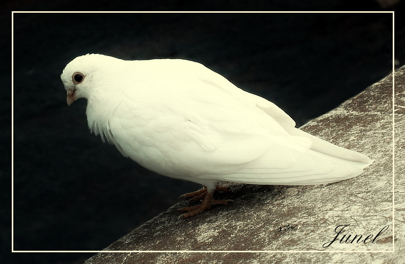  White Dove