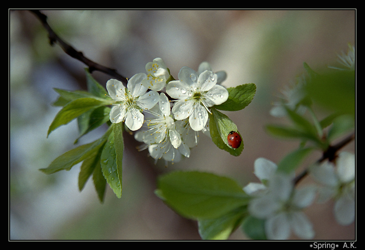  Spring