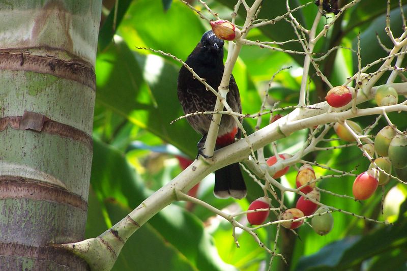  HAWAIIAN BIRDS