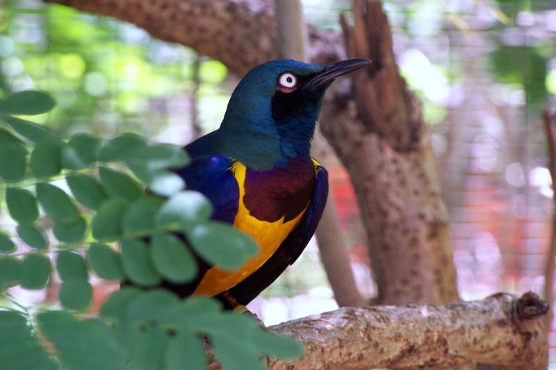  HAWAIIAN BIRDS 2