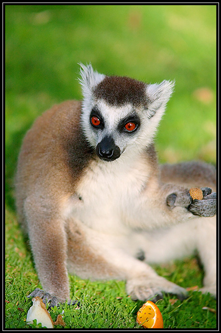  lemur