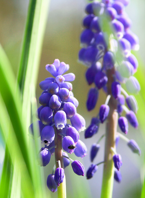  Violet twins