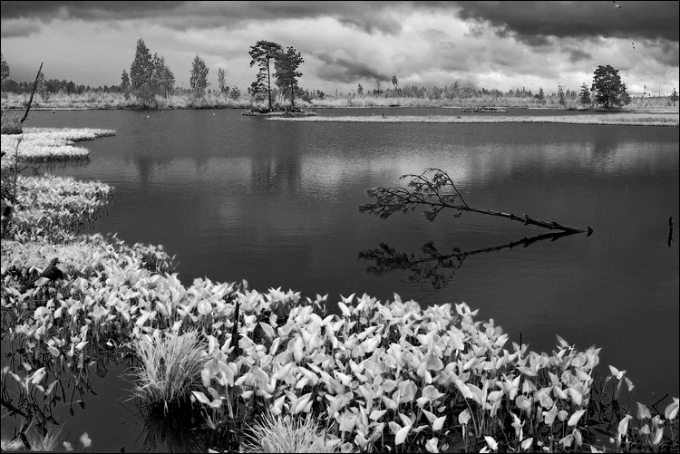  IR   