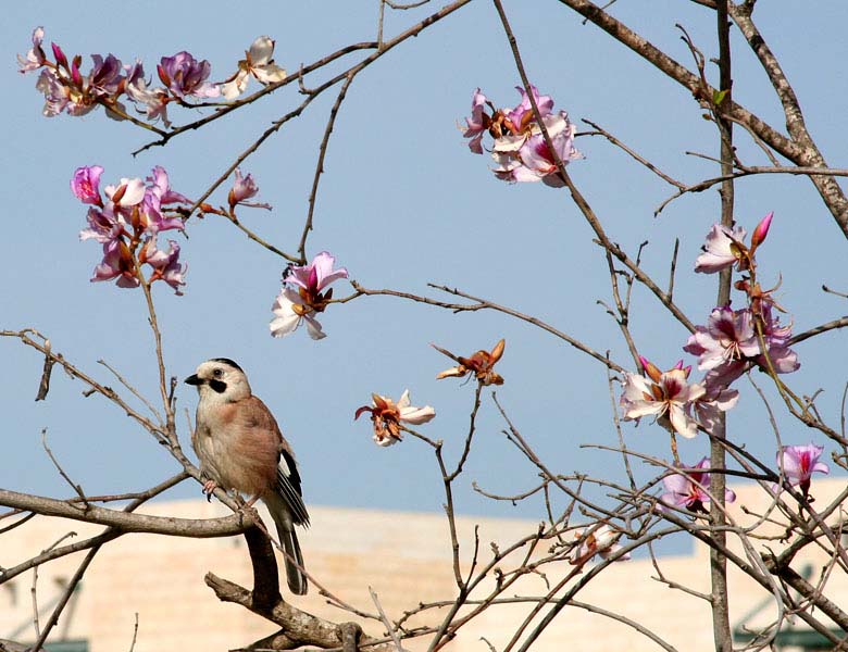  Spring, tree in blossom, little bird.