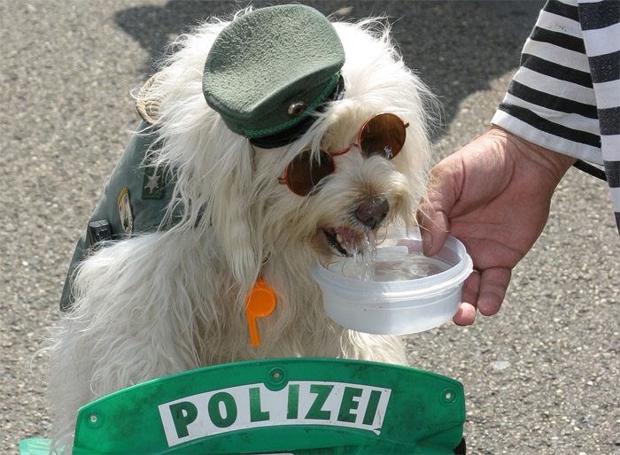  Polizei