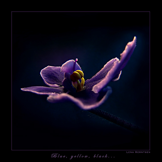  Blue, yellow, black...