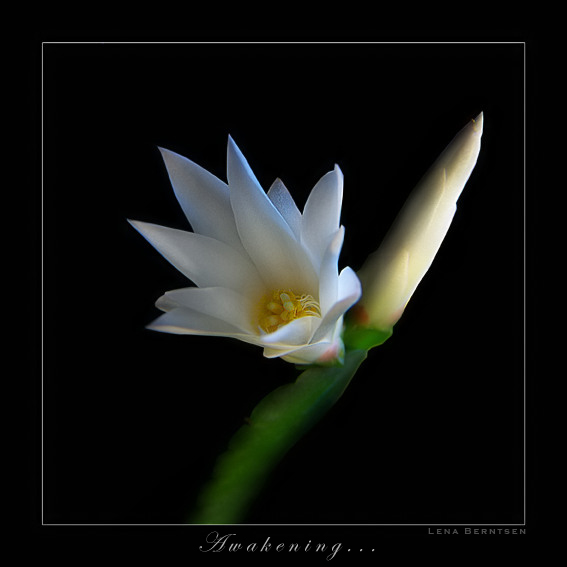  Awakening... (...)