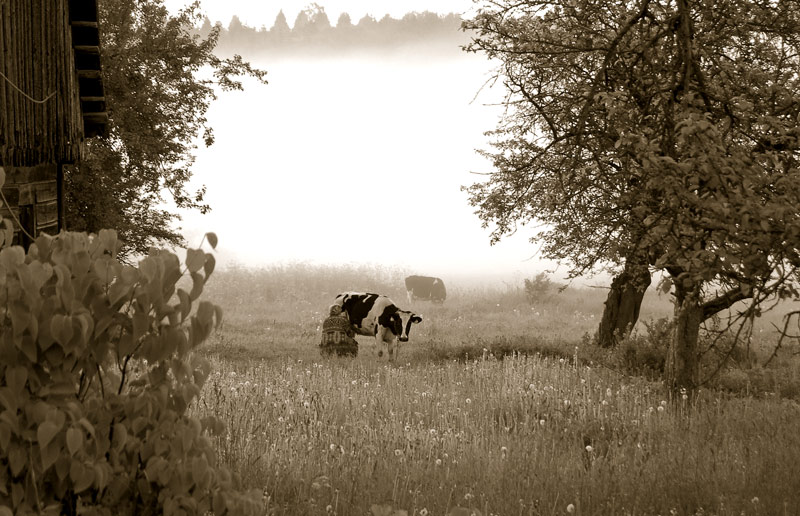  milky morning