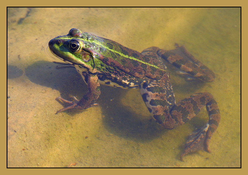    (Rana esculenta)