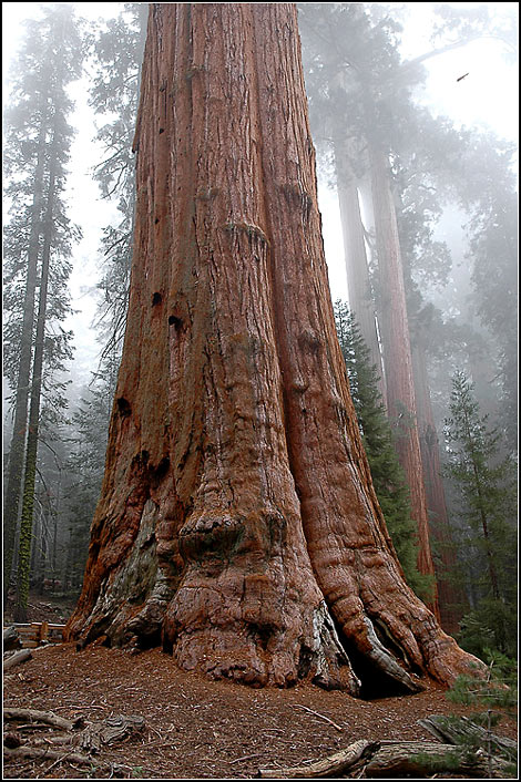  Sequoia ... 