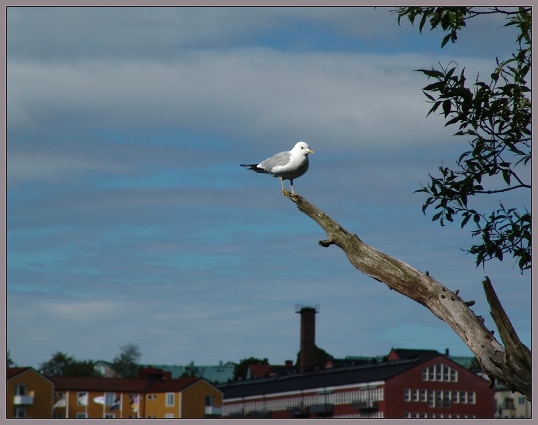  Early birds (  )