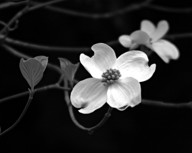  dogwood