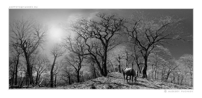 Sadakatin Temsilcisi Atlar (Equidae) - At Resimleri (2. Katalog)