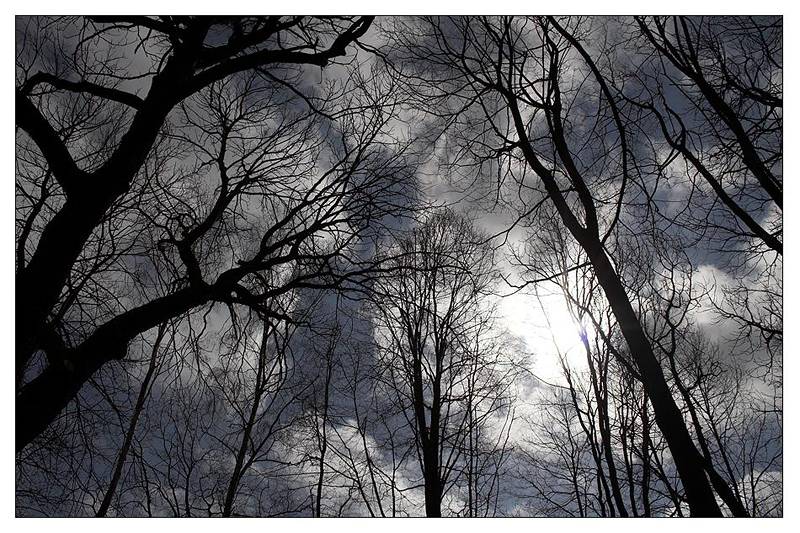  Trees