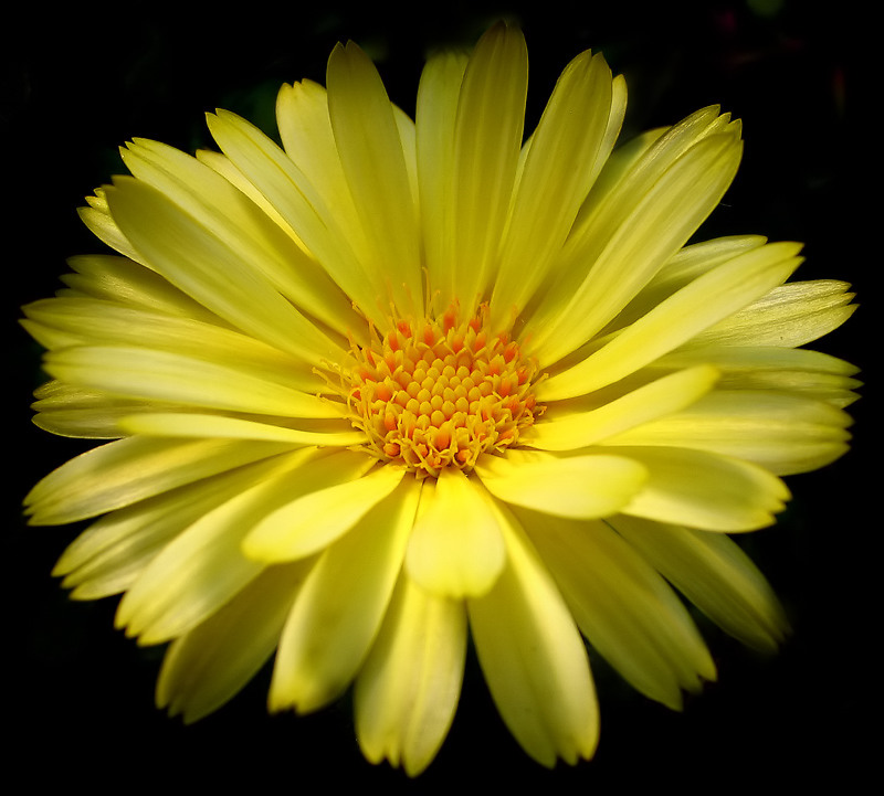  Fine yellow