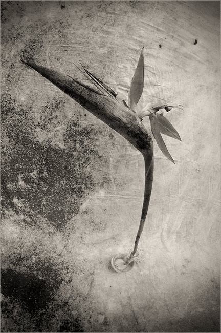  strange flower-2
