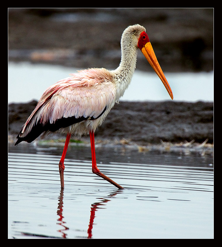  Yellow-billed Stork.