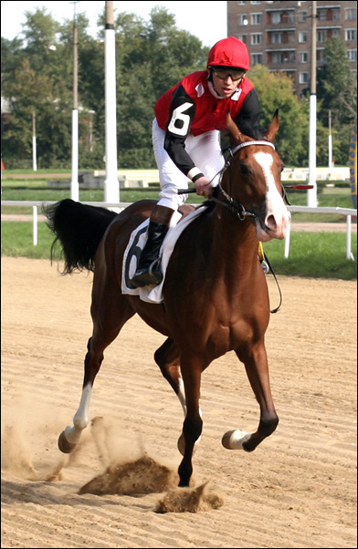  JOCKEY