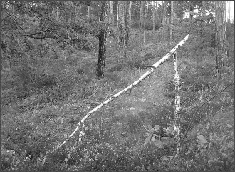  natural born lines