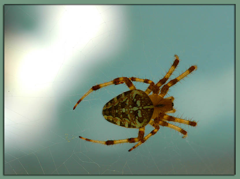  Spider