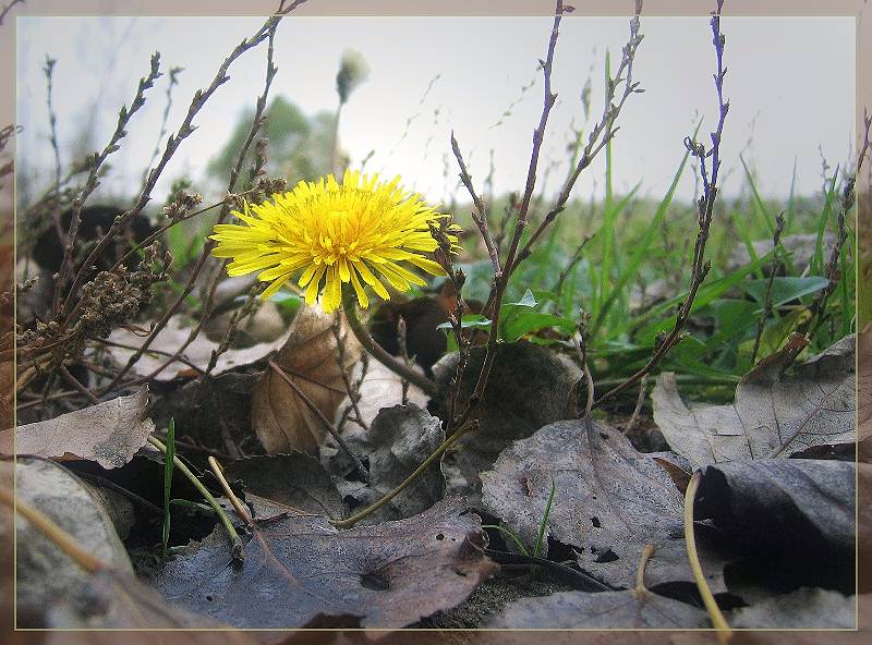  spring forever