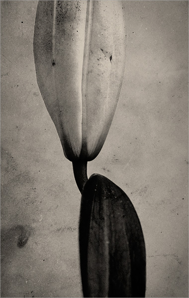  lily flower. male/female